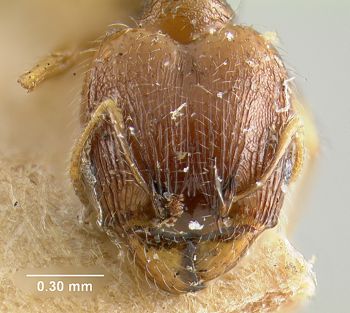 Media type: image; Entomology 20754